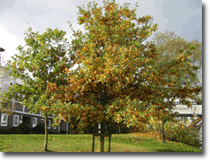 Hessentagseiche im Herbst 2006