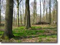 Blick in unseren Wald 'Schneid'